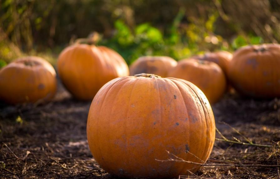 Halloween Pumpkin Picking Patch 1163513